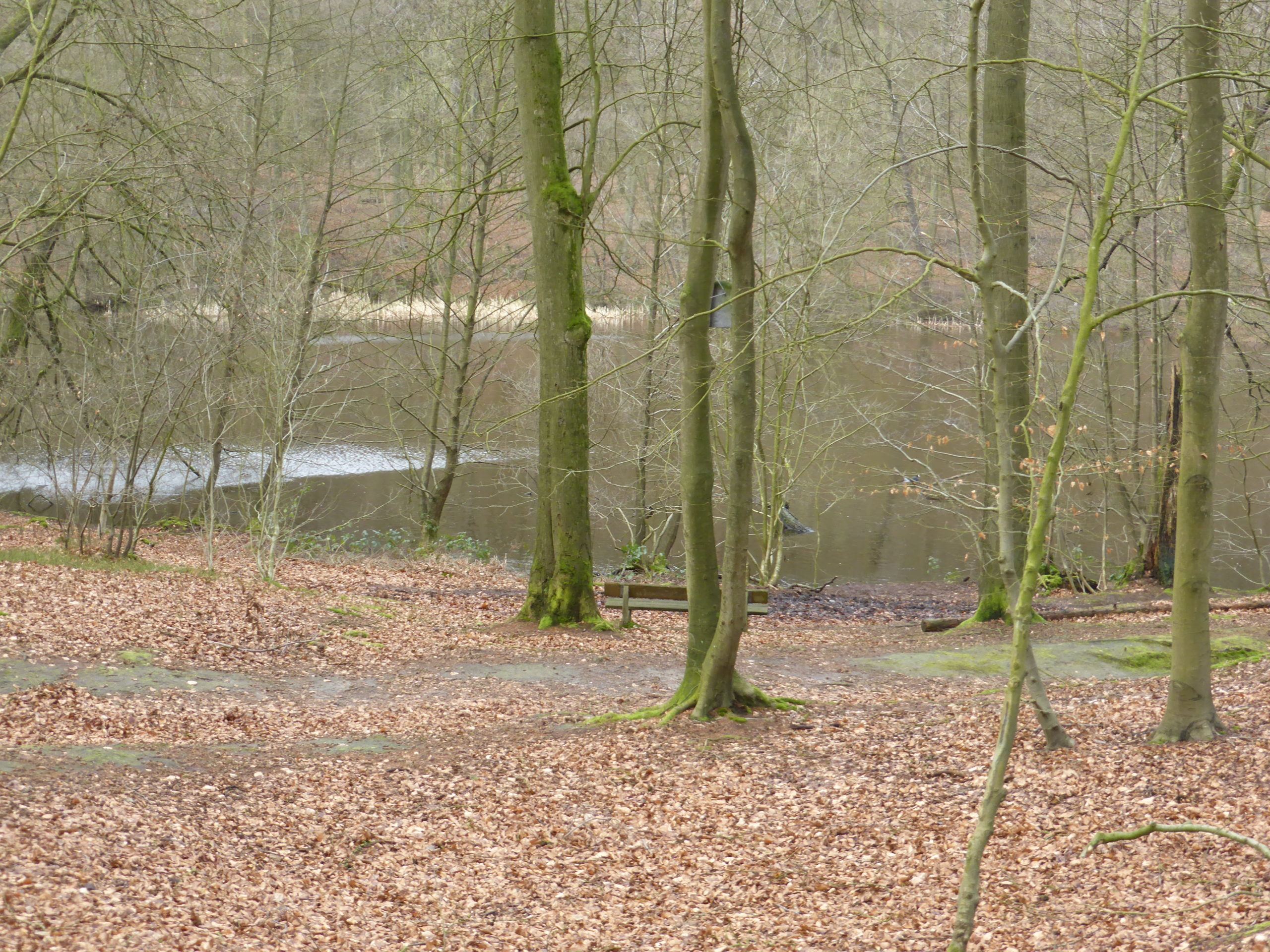 Neukloster Forst See Neukloster Forst mit Blick auf dem See