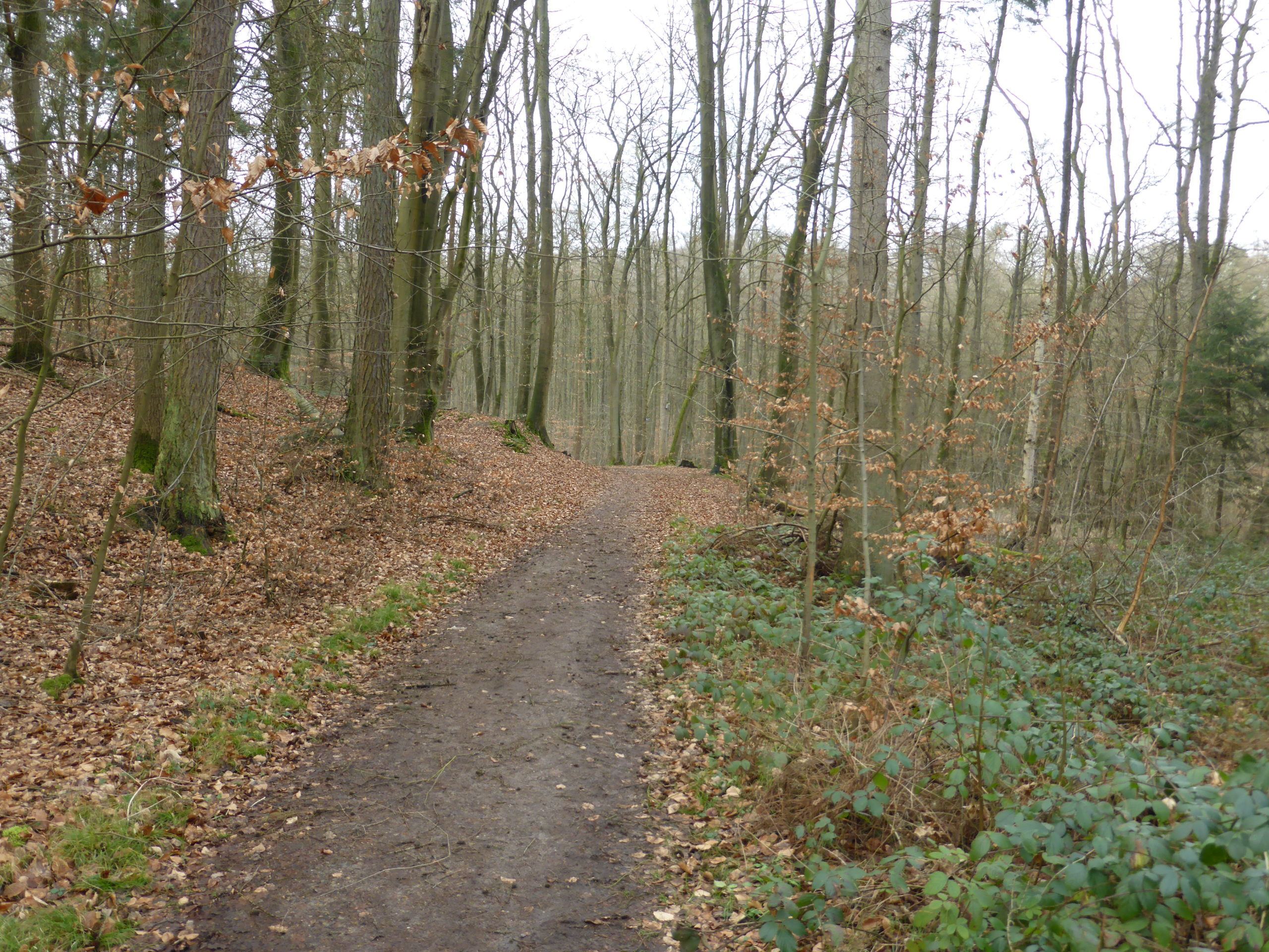 Neukloster Forst Neukloster Forst, zu sehen sind Bäume und Laub und ein Wanderweg