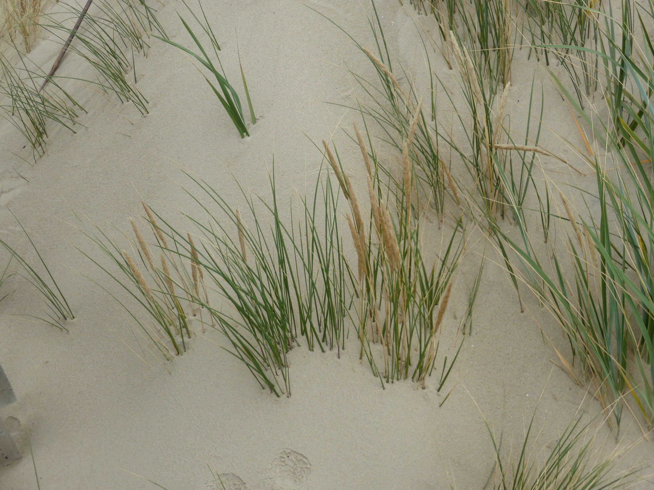 Sand;Strandhafer