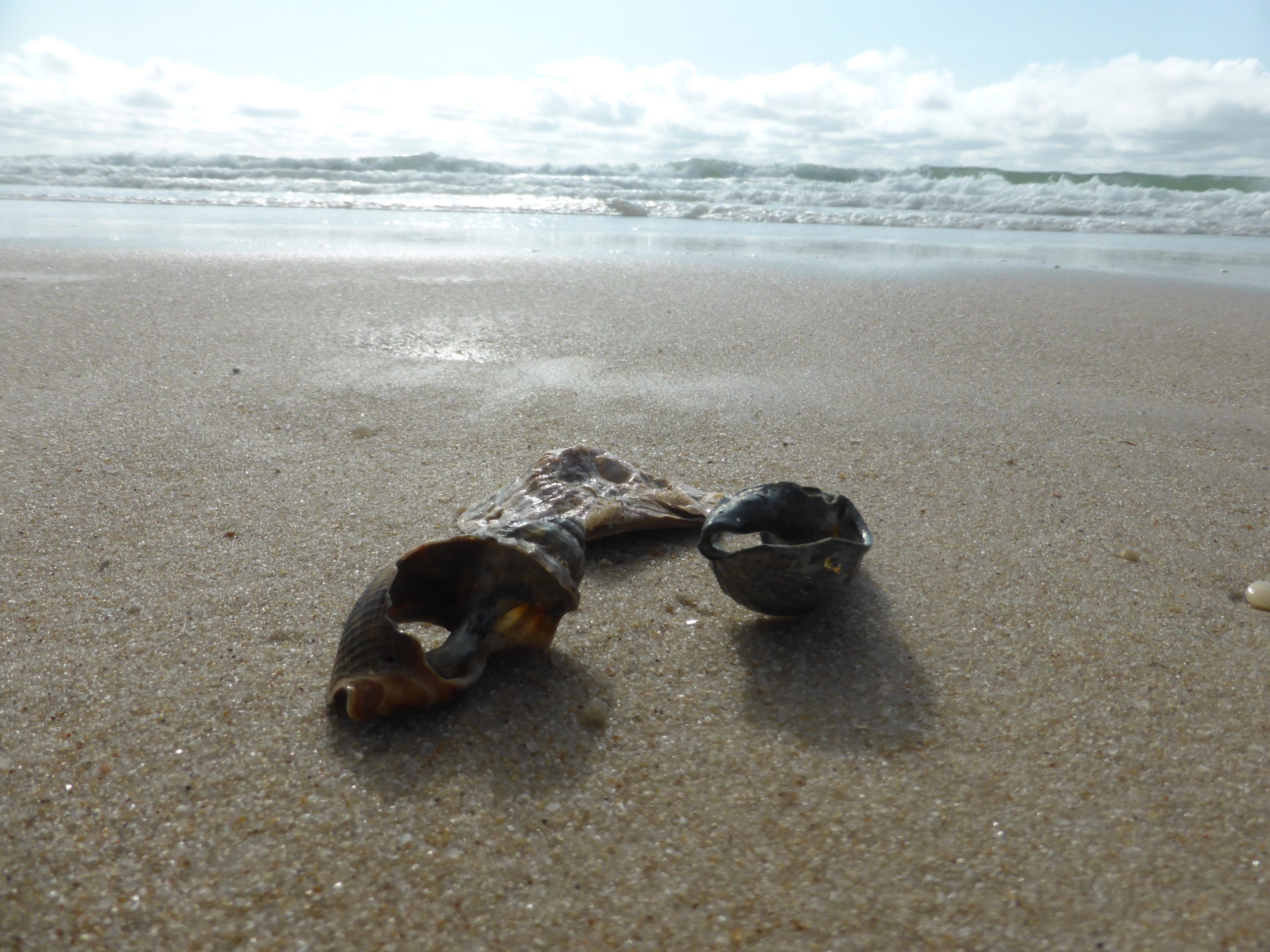 Drei Muscheln;Strand;Nordsee