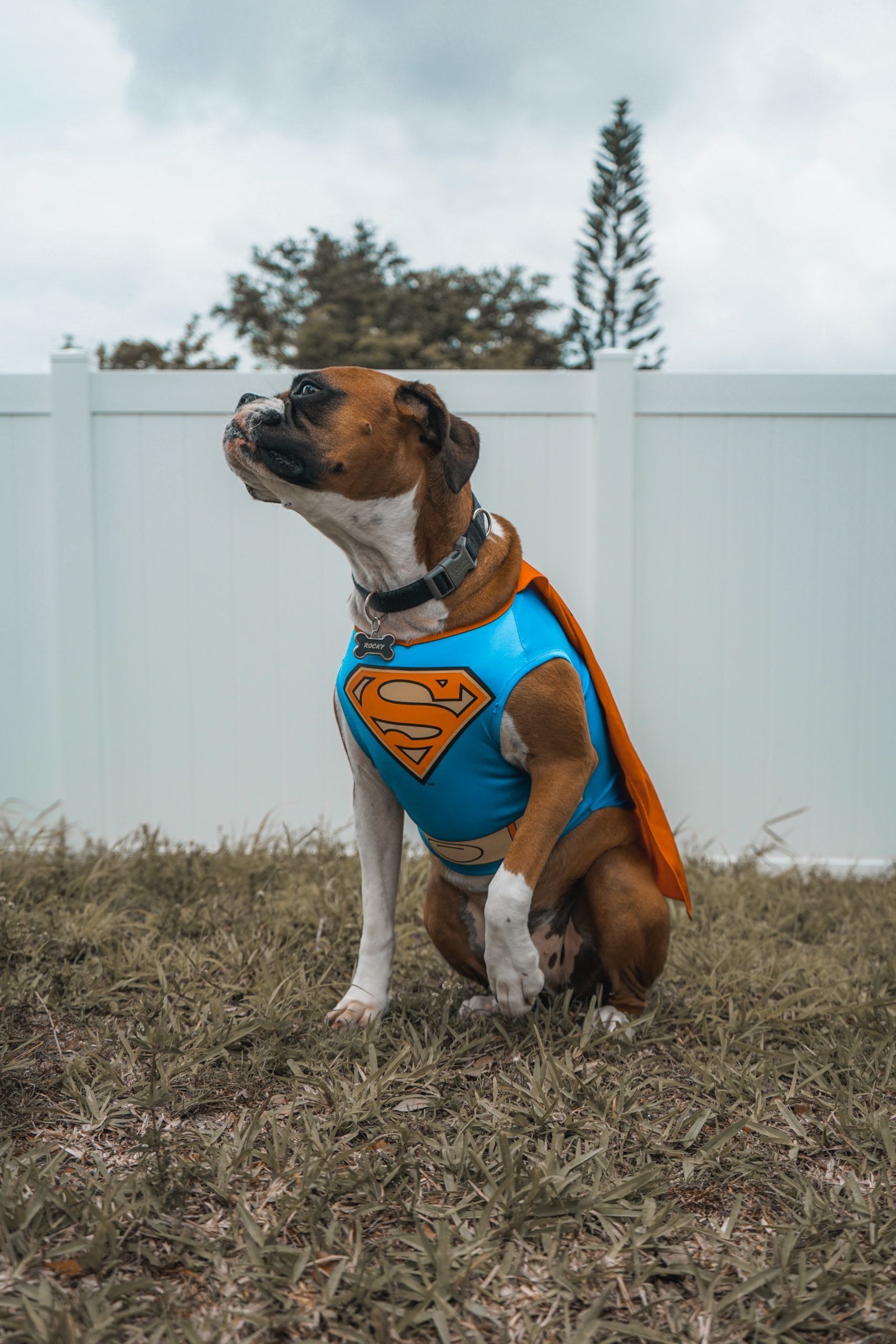 elias-castillo-7-ToFEHzMNw-unsplash Hund als Supermann